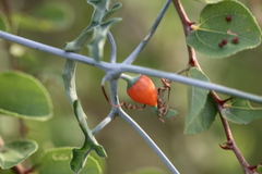 Kedrostis foetidissima